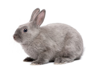 rabbit as classroom pet
